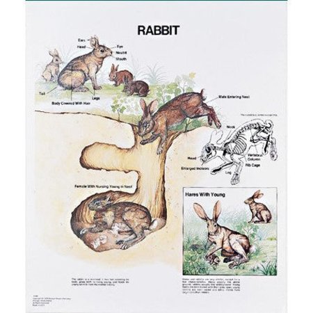 DENOYER-GEPPERT Charts/Posters, Rabbit Mounted 1096-10